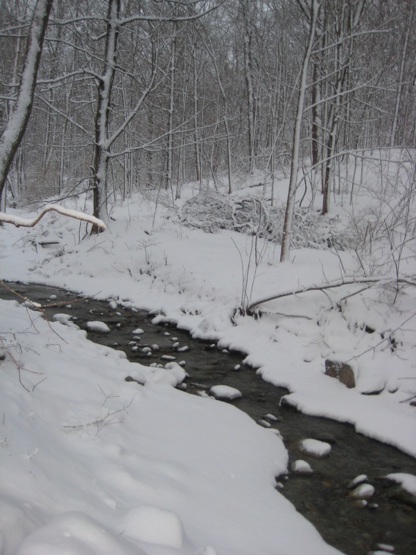 A stream in a wooded area covered in snow.