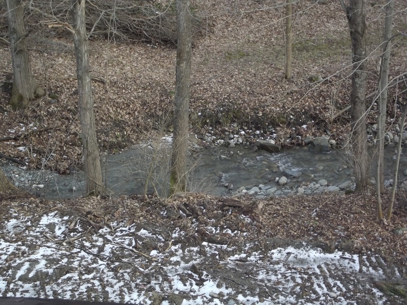 A stream in a wooded area with trees in the background.