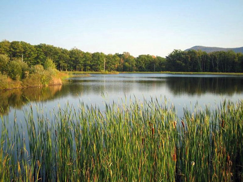 A lake surrounded by reeds.